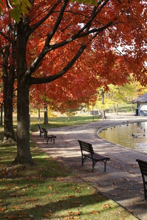 Fall Colors4