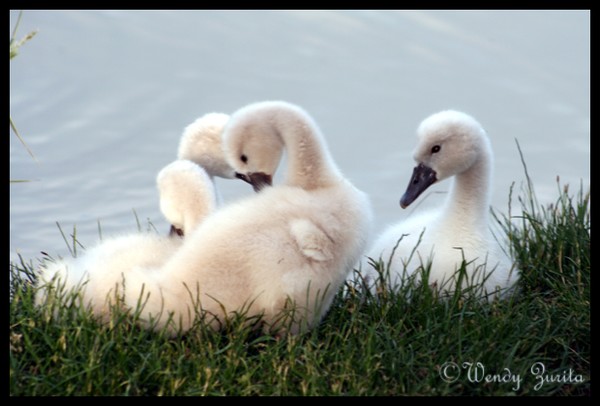 Baby Swans