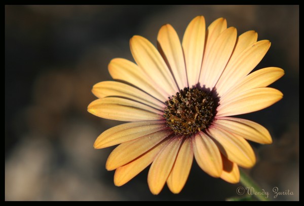 Pretty Daisy
