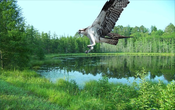 1038-Raptor Lake
