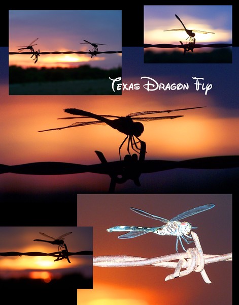 Dragon Fly Collage