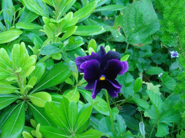  VIOLET PANSY... alone but so proud !!!