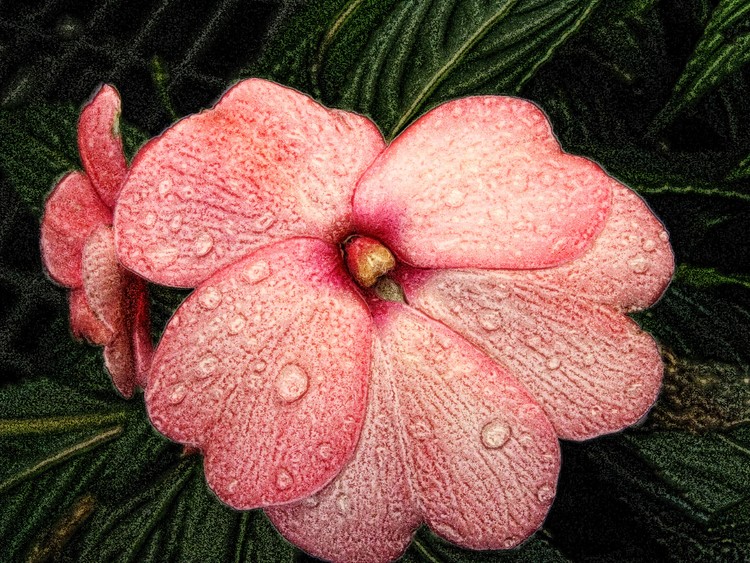 Delicate Pink