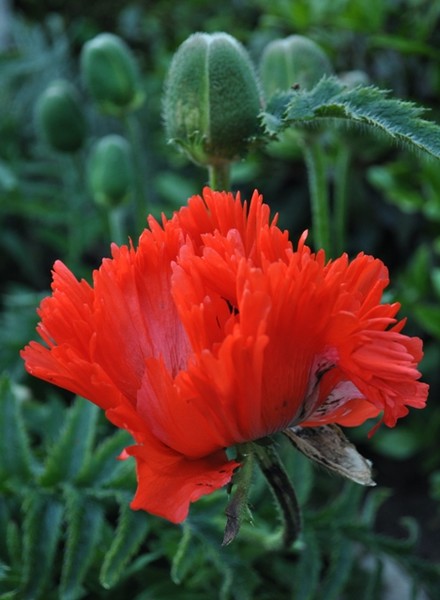 Papaver