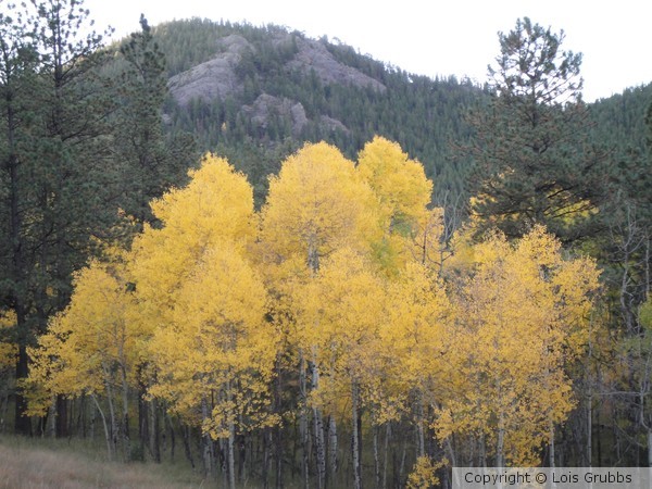 Fall Foilage Sept 2011 My camera 007