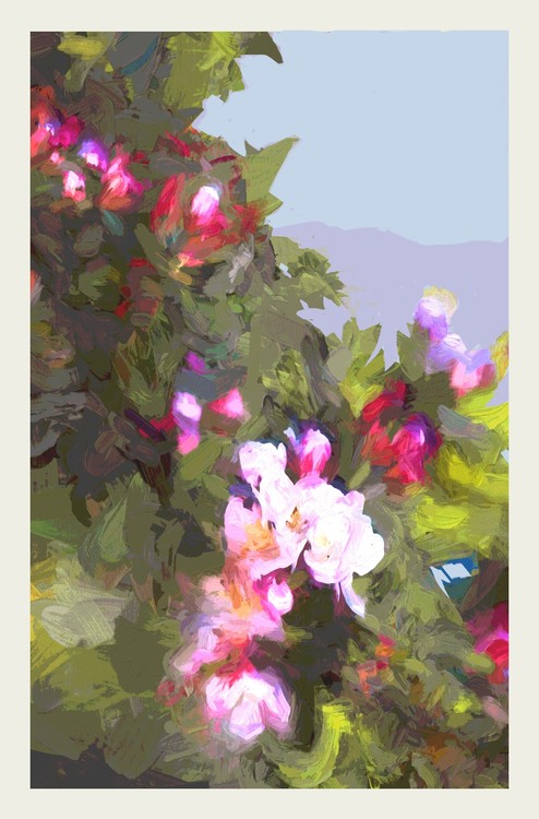 Cherry Blossoms