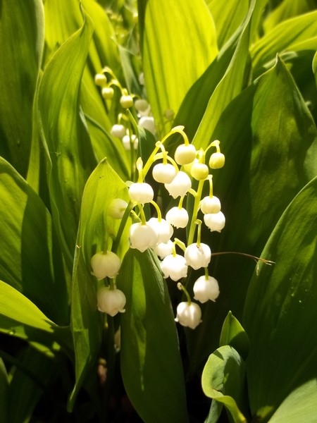 Lily of the Valley
