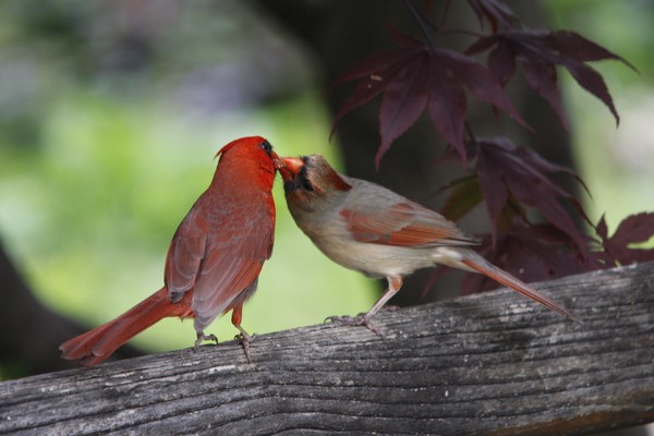 Sharing a meal.