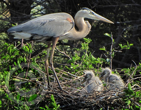 Great Blue Heron and the Kids!