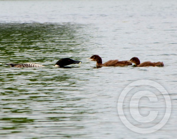 Loon Lunch!
