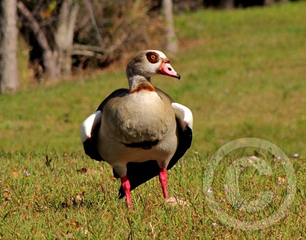Egyptian Goose!