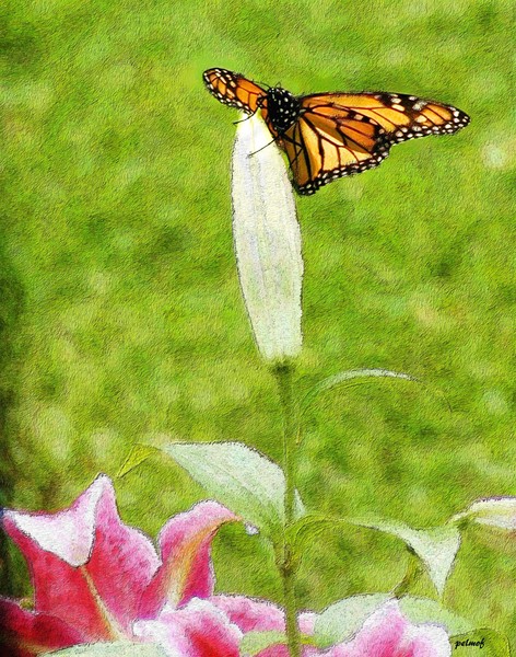 Lily and the Monarch