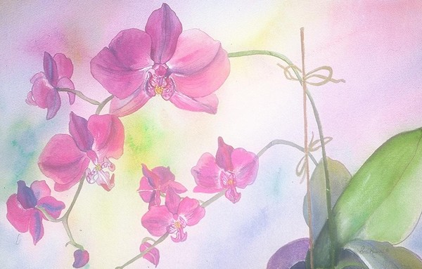 Fushia Orchid