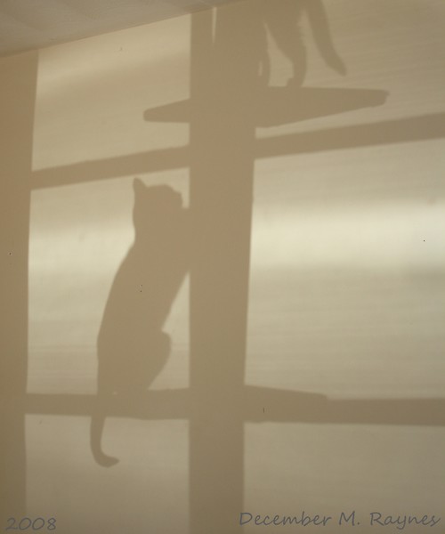 Shadow Cats