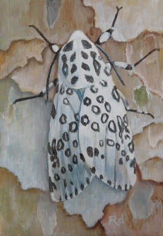 Black and White Moth (internet)