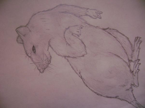 Rat