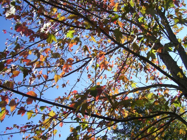 Fall Colors