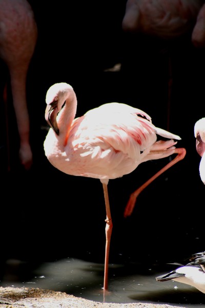 pink flomingo-minnesota zoo