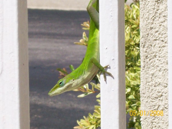 lizard