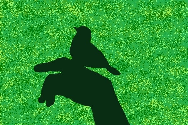 Bird On Hand