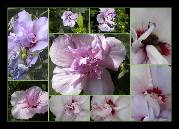 say it with flowers.........