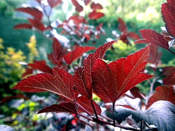 Feuilles rouges