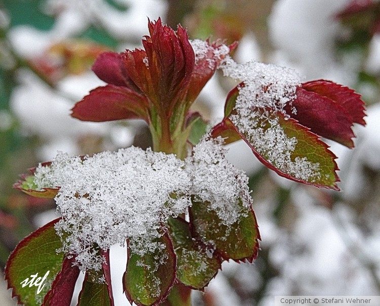 icing sugar