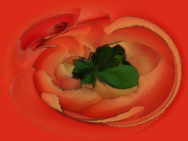 waterlily-leaf on lava