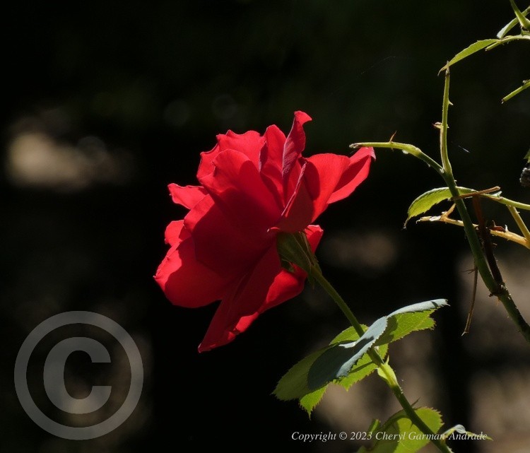 Red Rose
