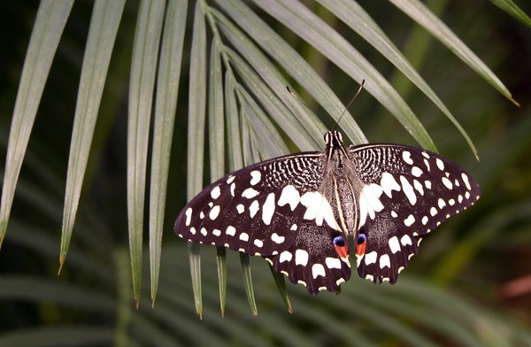 Butterfly 1