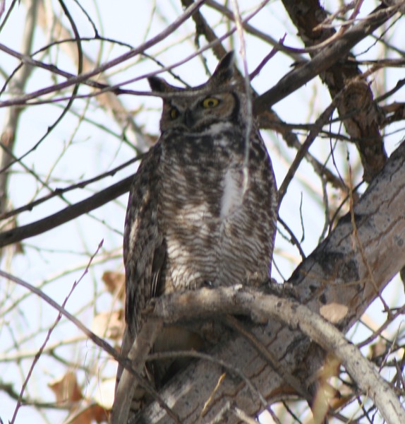 The Owl