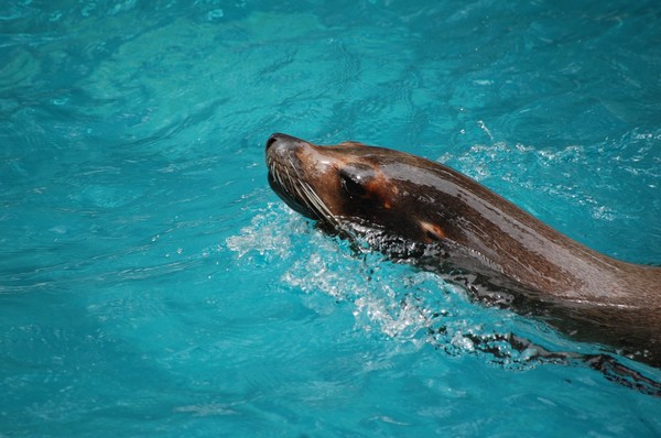 Swimming Seal