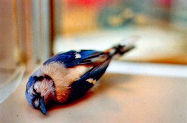 Blue Jay