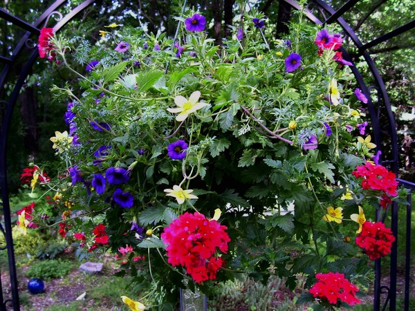 First of my annuals