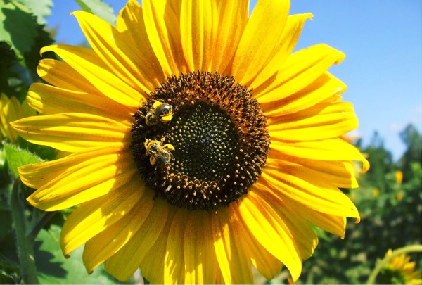 pollen plus