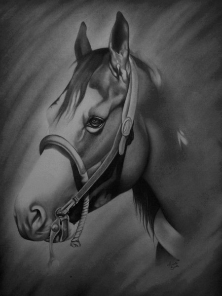 Horse Portrait