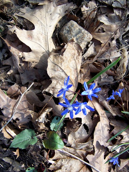 Little Blues