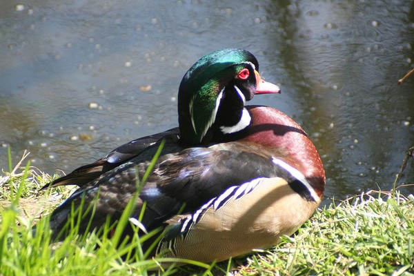 Wood Duck