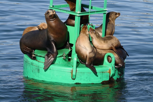 Sea Lions 1