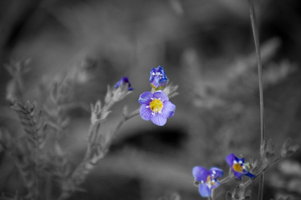 Forget-Me-Not