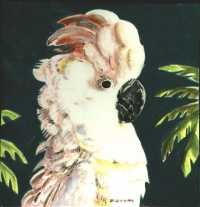 Moluccan Cockatoo