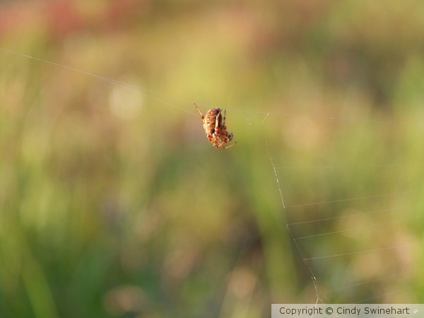 Little orb weaver