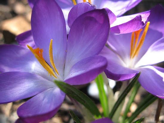 Crocus 1