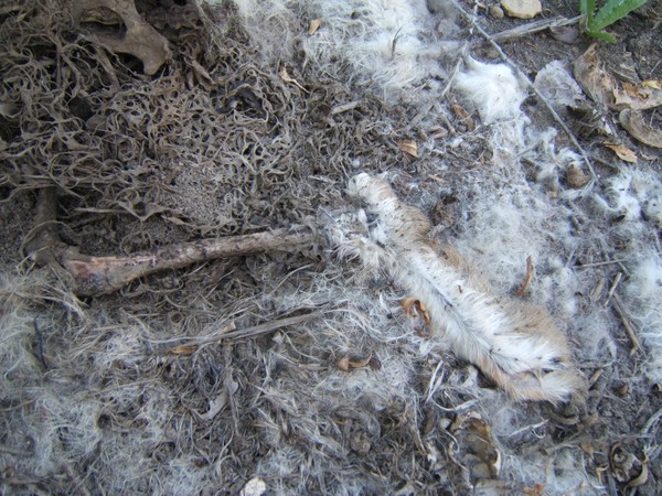 rabbit's foot