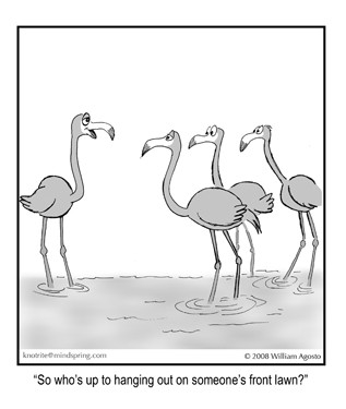Flamingos