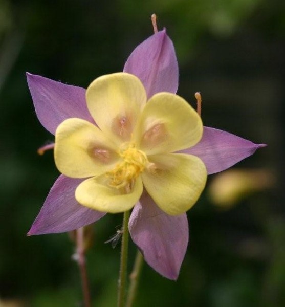 Columbine