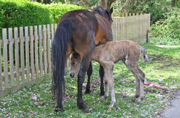 New Born 2