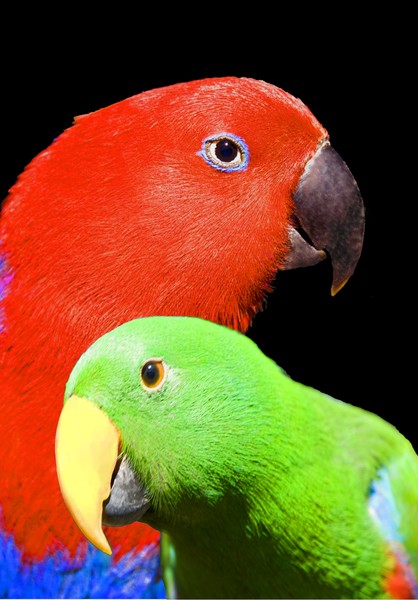 Ruby & B J John