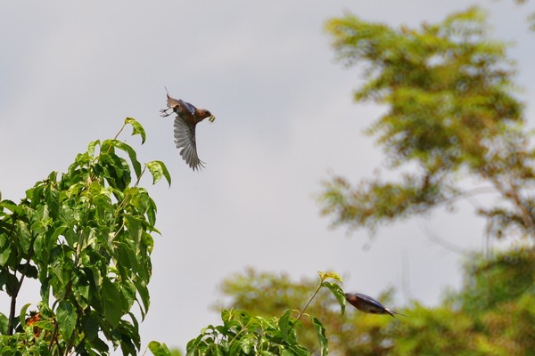 Blue Birds at home