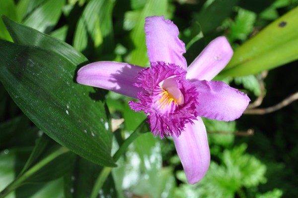 Orchid #2
